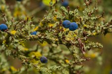 Lichen and sloe.jpg