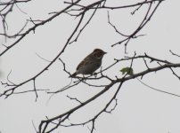 Little Bunting.jpg