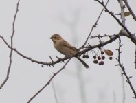 Pallas's Reed Bunting.jpg