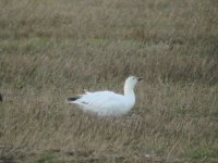 Snow Goose 5.jpg