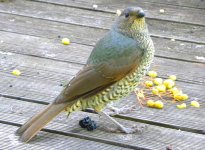A. June bird - Satin Bowerbird.JPG