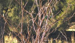 A. June bird - Turquoise Parrot.JPG