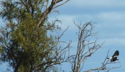 B. July bird - Australian Magpie.JPG