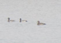 Greater Scaup.jpg