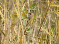 Ochre-rumped Bunting.jpg