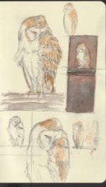 Barn-Owl-Sketches.jpg