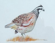 bobwhite II.JPG