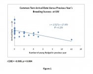 Common Tern Arrival Date Breeding Success Correlation.jpg