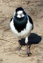 B. July bird - combative Magpie Lark.JPG