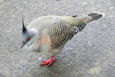 B. July bird - Crested Pigeon - Pichlhaubetaube.JPG