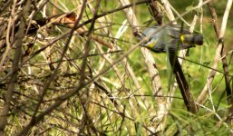 B. July bird - Eastern Yellow Robin.JPG