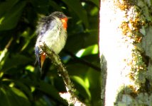B. July bird - Mistletoe Bird.JPG