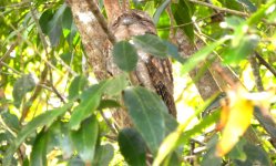 B. July bird - Papuan Frogmouth.JPG