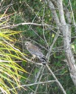 Red-shouldered Hawk.jpg