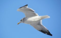 Heughlin's Gull 1.jpg