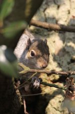 2012_02_11_Grey_Squirrel1 (533x800).jpg