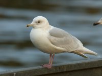 Kumliens Gull_Fraserburgh_110212a.jpg