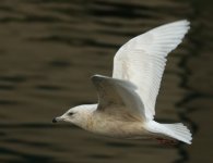 Iceland Gull_Fraserburgh_110212a.jpg