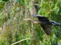 little black cormorant.JPG