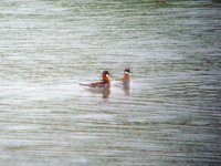 Red-necked Phalaropes UW 300511.jpg