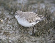 Dunlin_DSC3887.jpg