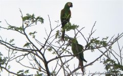 Chestnut-fronted Macaws - Ara severus - Zambito, Magdalena Valley.JPG