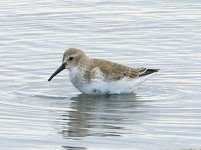 Dunlin.jpg