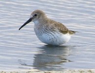 Dunlin2.jpg