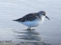 LittleStint.jpg