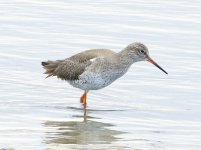 Redshank.jpg