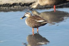 Spot-billed Duck.jpg