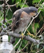 The sharpened garden feeder Sprawk 6th Jan. moving right.jpg