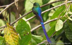 Choco-endemic Violet-tailed Sylph - Aglaiocercus coelestis - La Linea, W Andes.JPG