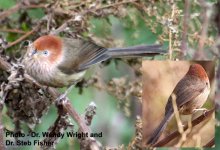 Brown-winged Parrotbill.jpg