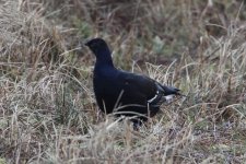 2012_01_21_Black_Grouse1ni (640x427).jpg