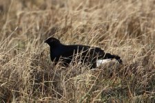 2012_01_21_Black_Grouse2 (640x427).jpg