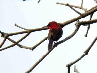 crimson sunbird male.jpg