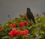 DSCN8955 Chinese Blackbird .jpg