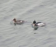 Red-breasted Merganser.jpg