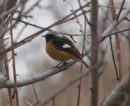 Daurian Redstart.jpg