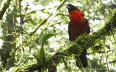 Red-ruffed Fruitcrow - Pyroderus scutatus 1 - Otun, C Andes.JPG