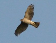 Sparrowhawk.jpg