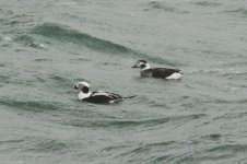 Long-tailed Duck 2.JPG