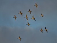 Pintails2_filtered.jpg