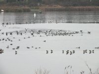 resized coot ice breaking.jpg