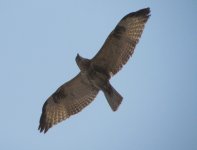 Eastern Buzzard.jpg