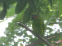 Fig Parrot.jpg