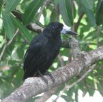 Black Butcherbird..jpg