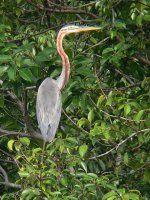 Purple Heron 1.jpg