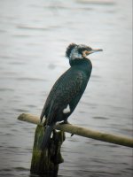 Cormorant resize - Upton Warren Moors Pool, 2nd March 2012.jpg